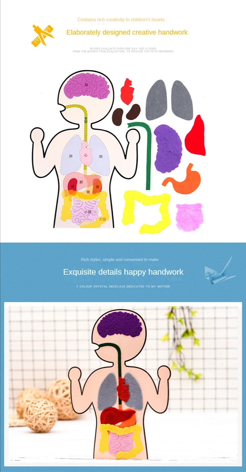 Biology teacher accessories DIY Organ Teaching Aids Scholar kit Home School Biological Science Educational Toys For Children  88