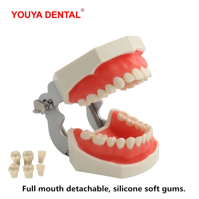 28/32 Teeth Model For Dental Technician Practice Training Jaw Typodont  Standard Dental Model Teeth Teaching Model With Soft Gum