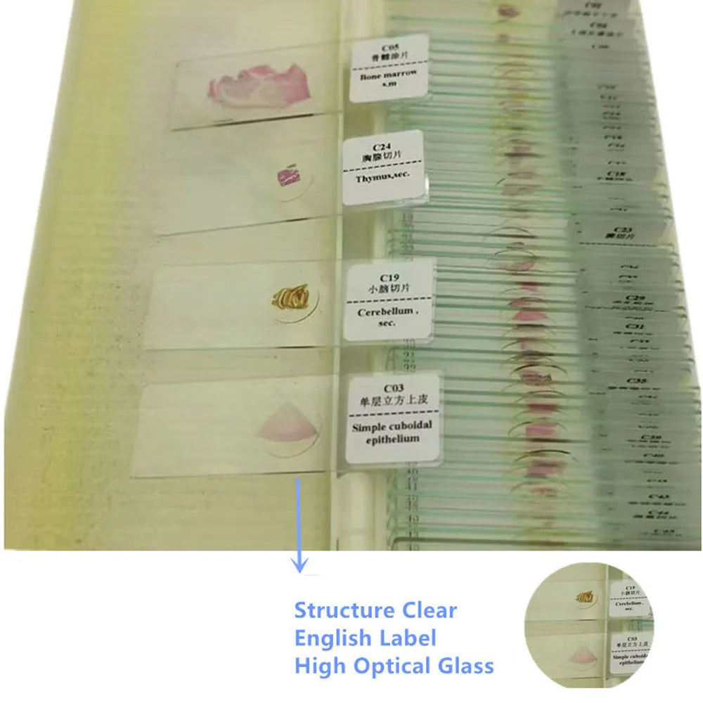 50 Pieces Set School Supplies Microscope Mixed Histology Prepared Slides for Educational Student