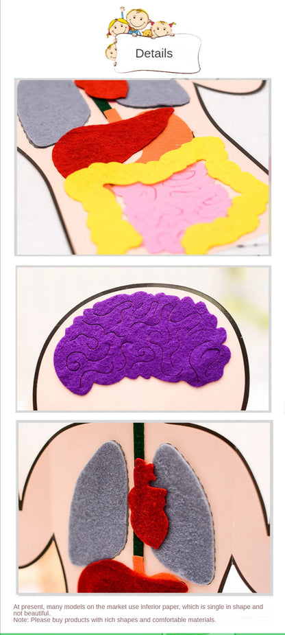 Biology teacher accessories DIY Organ Teaching Aids Scholar kit Home School Biological Science Educational Toys For Children  88