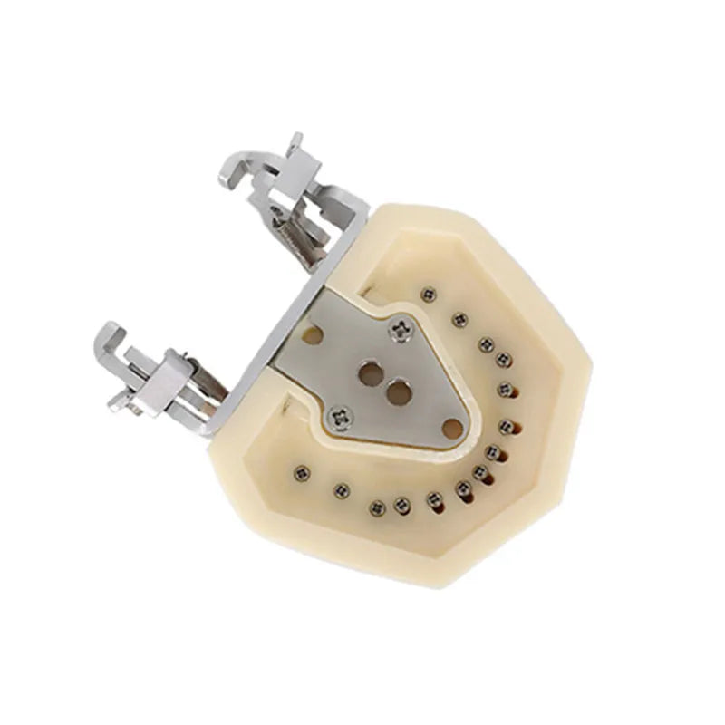 28/32 Teeth Model For Dental Technician Practice Training Jaw Typodont  Standard Dental Model Teeth Teaching Model With Soft Gum