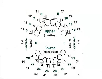 32pcs/set Dental Mould Kit For Composite Resin Veneers Light Cure Filling Anterior Front Teeth Tooth Whitening Dental Lab Tools