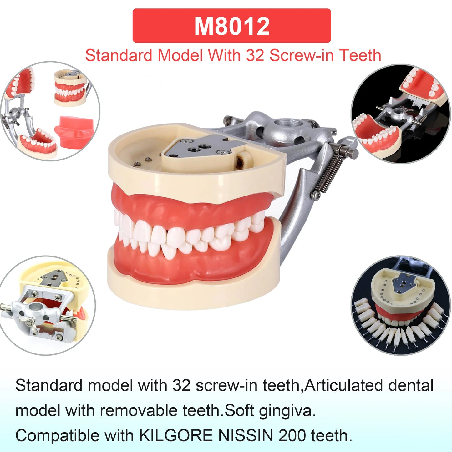 Dental Teeth Model Dental Teaching Models Implant Model Removable Dentistry Model Teeth For Training Studying Patient Education