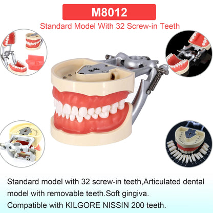 Dental Teeth Model Dental Teaching Models Implant Model Removable Dentistry Model Teeth For Training Studying Patient Education