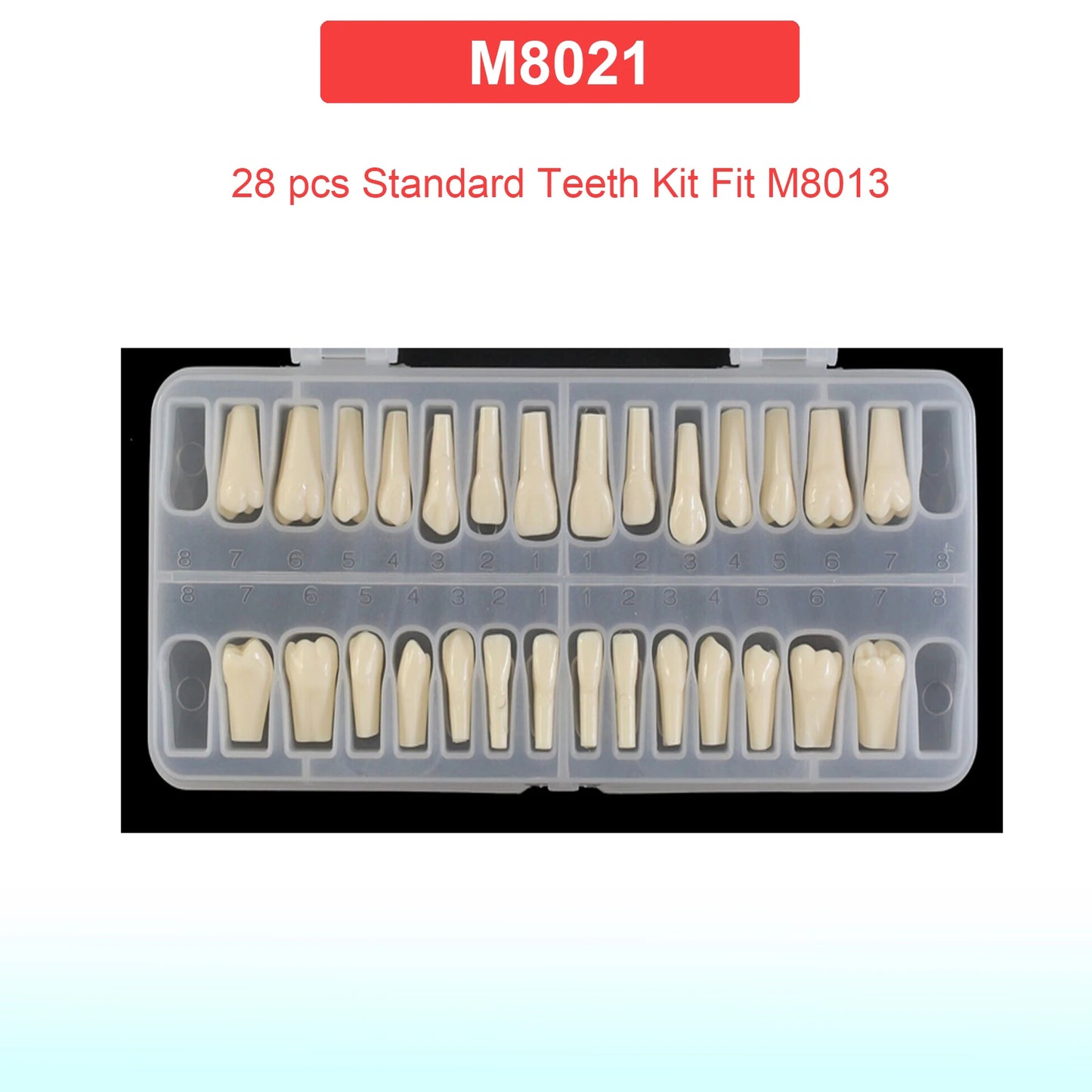 Dental Teeth Model Dental Teaching Models Implant Model Removable Dentistry Model Teeth For Training Studying Patient Education