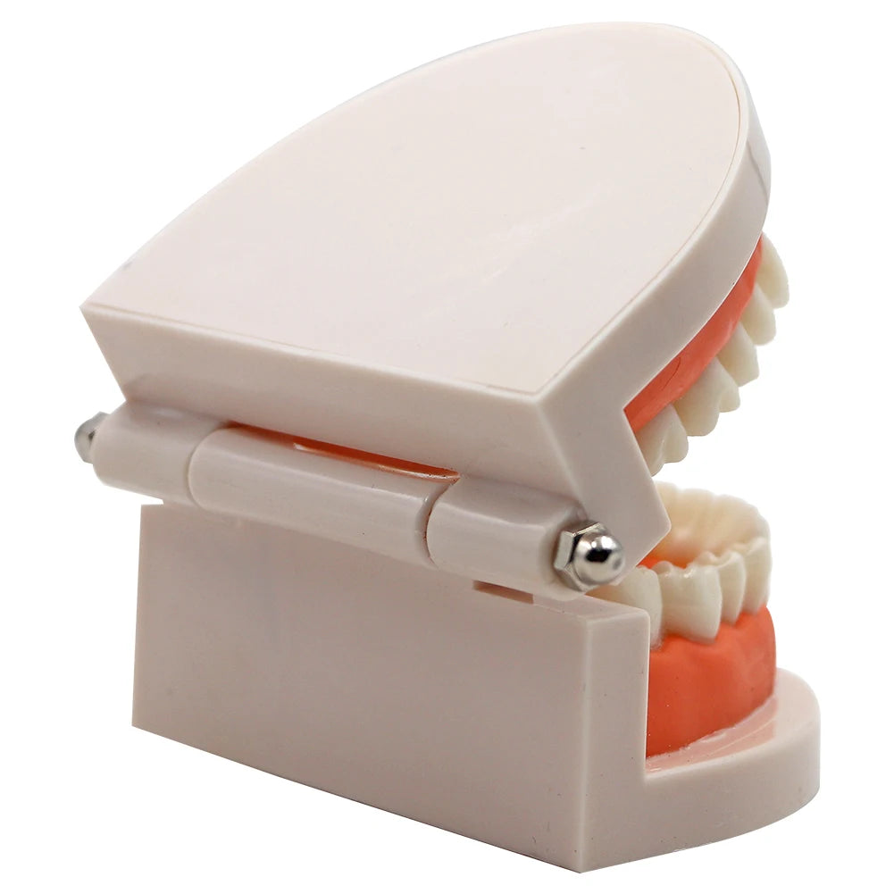 1pc Dental Teeth Model Standard Teeth Teaching Adult Tooth Model Study Training Tool Dentistry Lab Teeth Learn Material