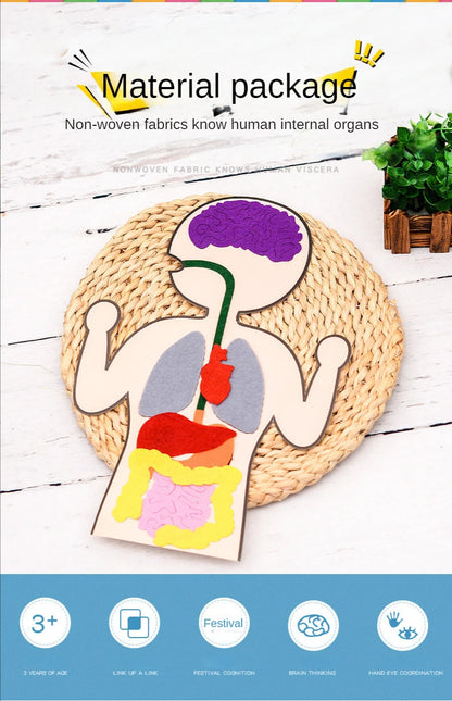 Biology teacher accessories DIY Organ Teaching Aids Scholar kit Home School Biological Science Educational Toys For Children  88