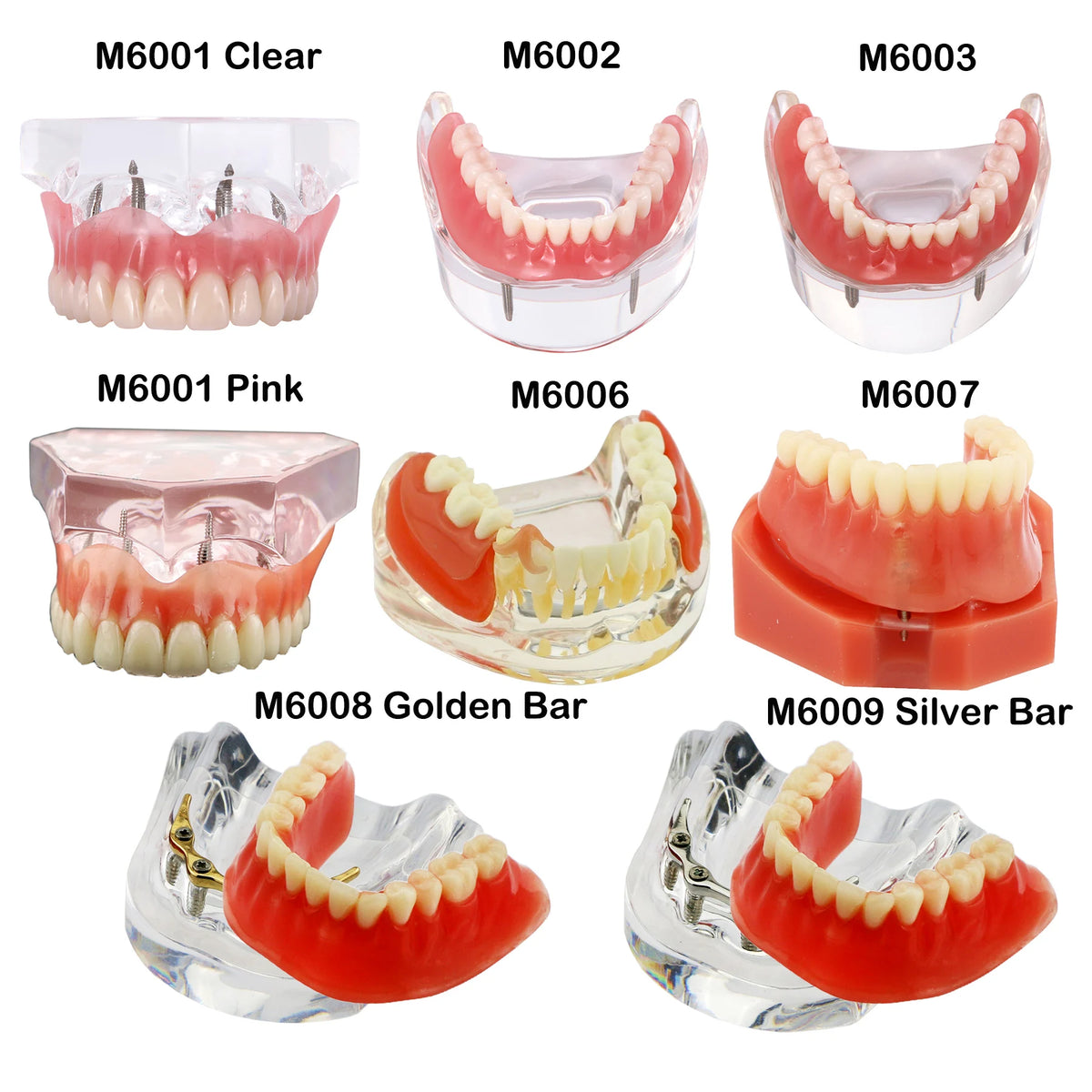 Dent Model Dental Teeth Model for Training and Patient Education – My Store