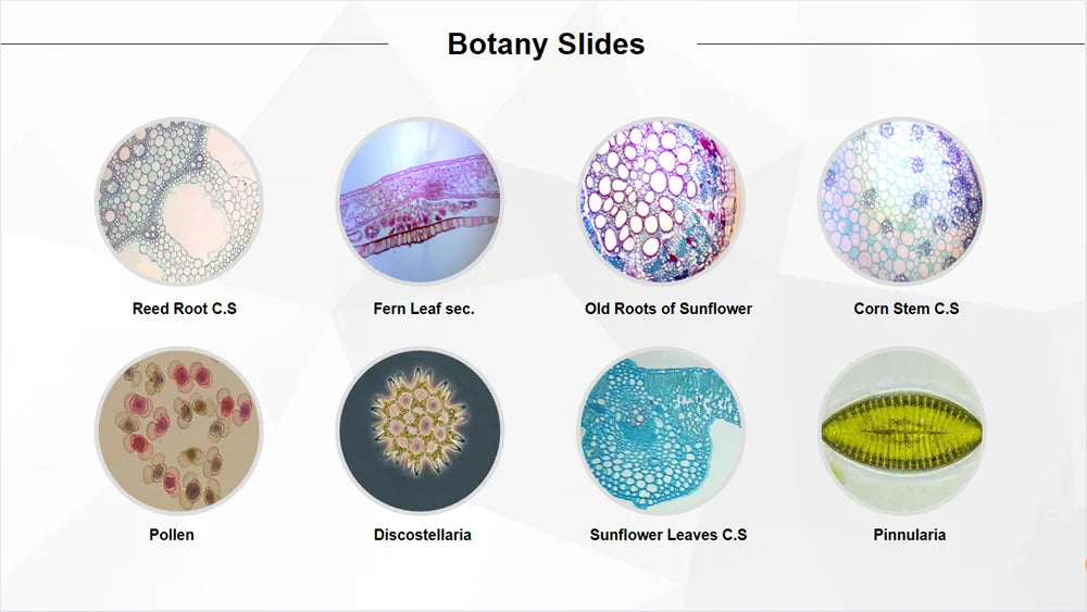 50 Pieces Set School Supplies Microscope Mixed Histology Prepared Slides for Educational Student