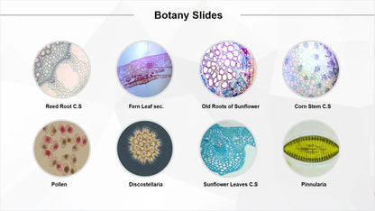 50 Pieces Set School Supplies Microscope Mixed Histology Prepared Slides for Educational Student