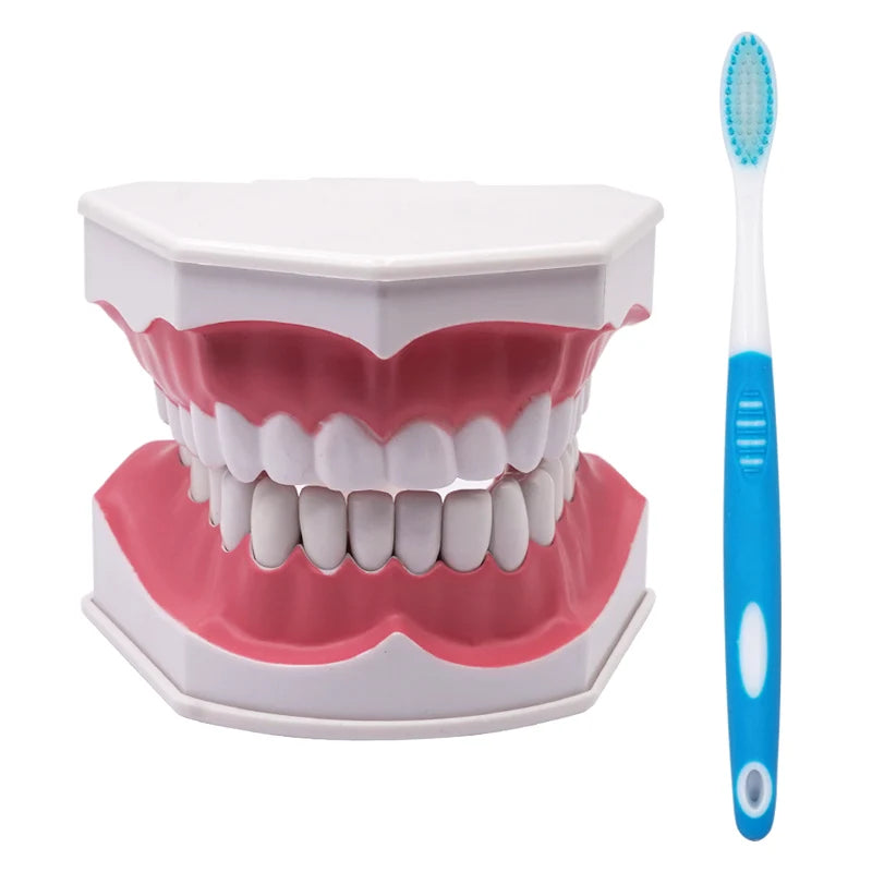 Giant Teeth Model with Toothbrush and Removable Teeth Standard Human Teeth Didactic Teaching Demonstration Education