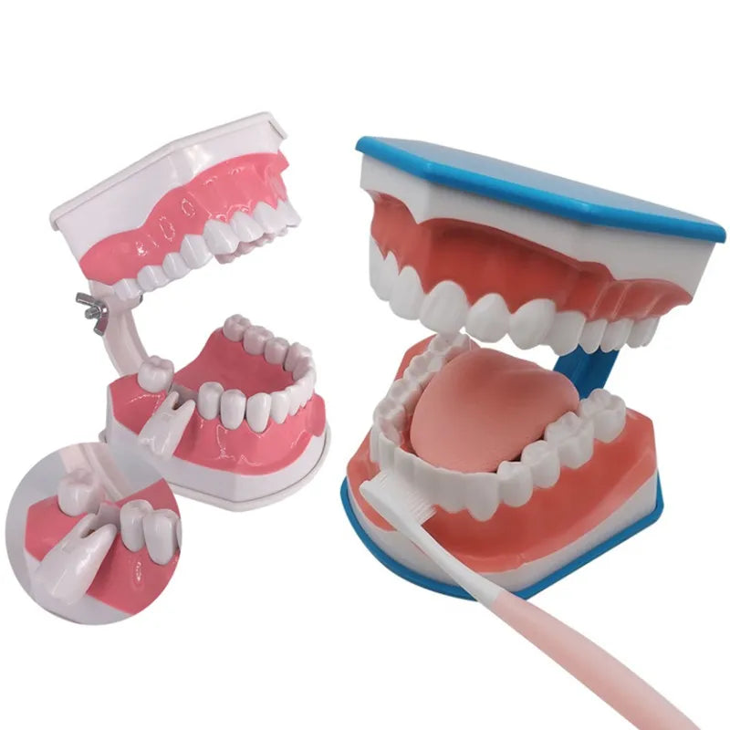 41 Styles Dental Model Teeth Teaching Model Dentist Typodont Orthodontic Jaw Model For Studying   Dentistry Products Accessories