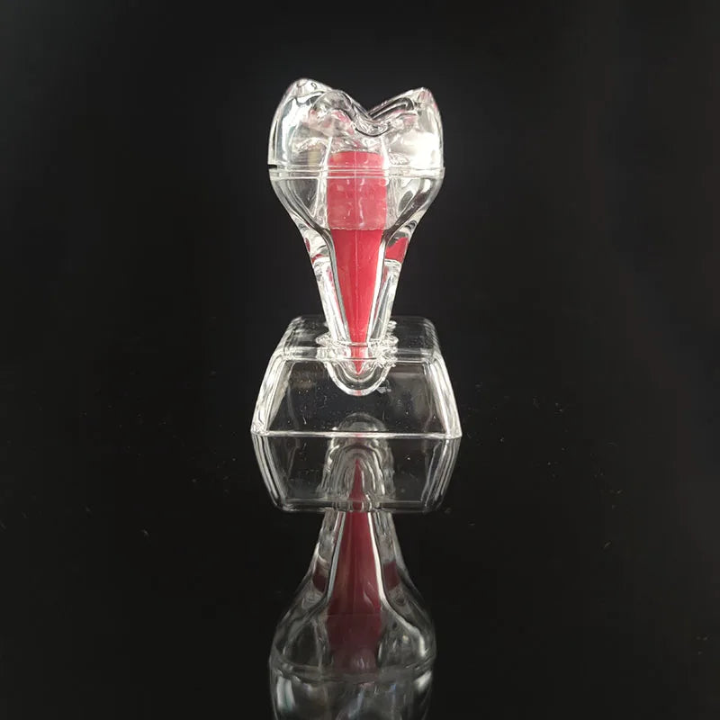 Dental Anatomical Model Transparent Luminous Detachable Single Tooth Decomposition Dentistry Clinic Ornaments 4xTeeth 70mm