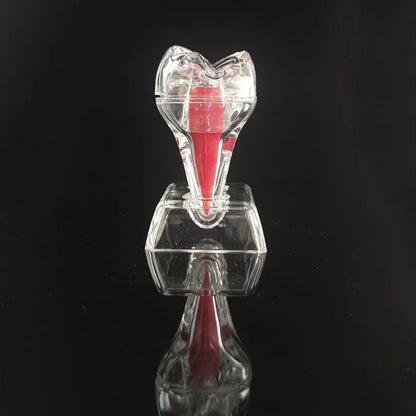 Dental Anatomical Model Transparent Luminous Detachable Single Tooth Decomposition Dentistry Clinic Ornaments 4xTeeth 70mm