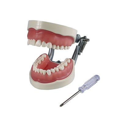 28/32 Teeth Model For Dental Technician Practice Training Jaw Typodont  Standard Dental Model Teeth Teaching Model With Soft Gum
