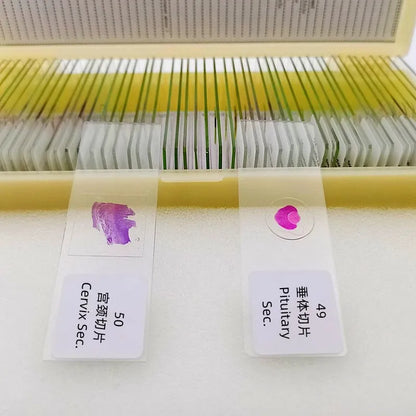 50 Pieces Set School Supplies Microscope Mixed Histology Prepared Slides for Educational Student