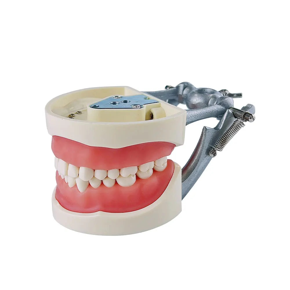 28/32 Teeth Model For Dental Technician Practice Training Jaw Typodont  Standard Dental Model Teeth Teaching Model With Soft Gum