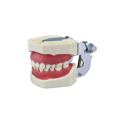 Dental Teaching Model Teeth Typodont With 28pcs Removable Teeth Dentistry Dentist Education Training Practice Demonstration Tool