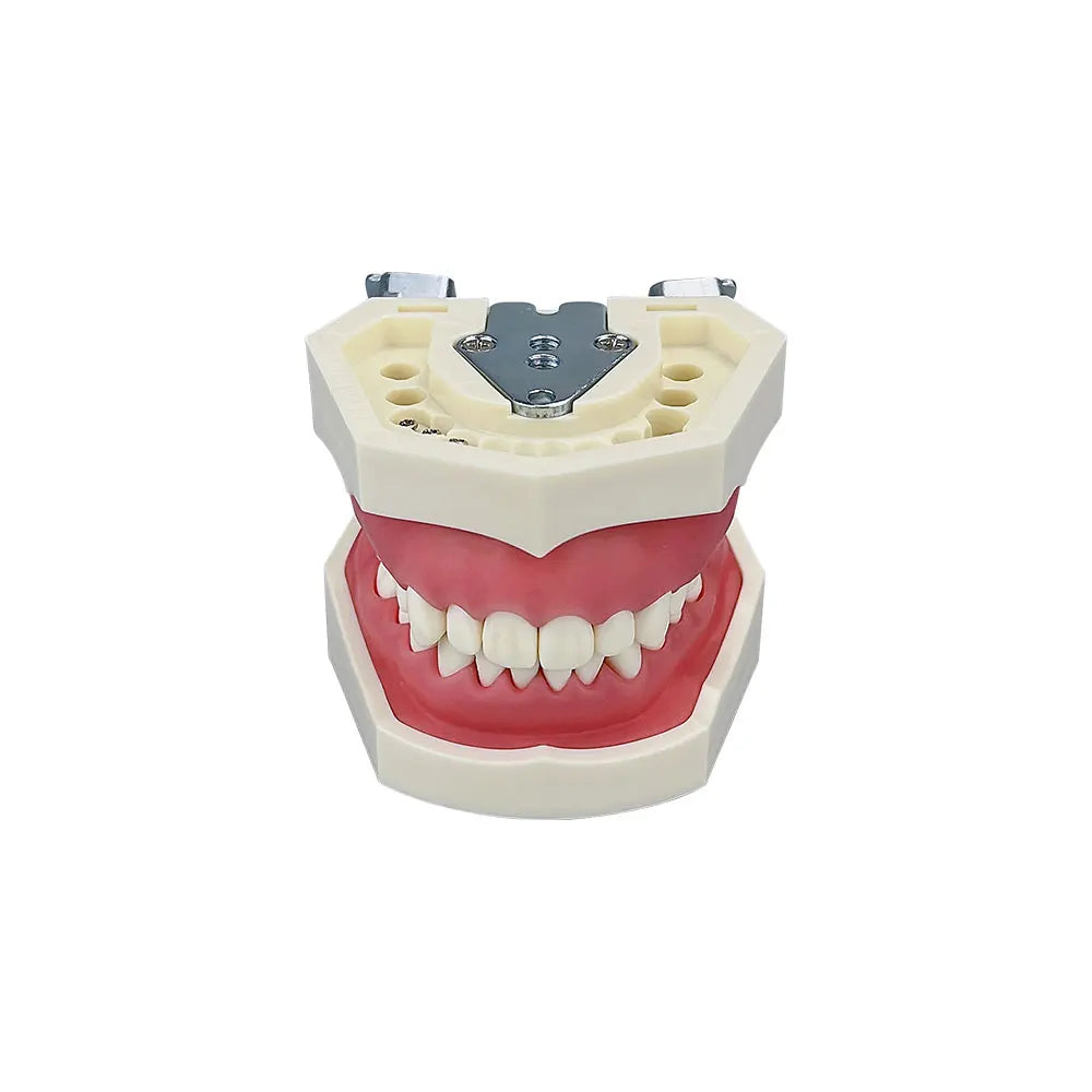 Dental Teaching Model Teeth Typodont With 28pcs Removable Teeth Dentistry Dentist Education Training Practice Demonstration Tool