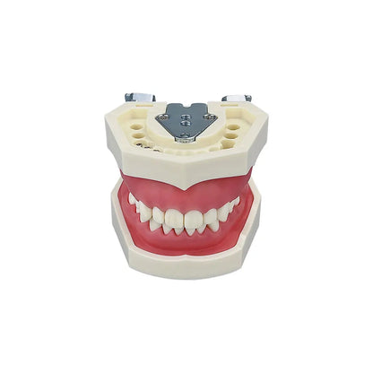 Dental Teaching Model Teeth Typodont With 28pcs Removable Teeth Dentistry Dentist Education Training Practice Demonstration Tool