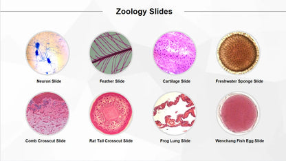 50 Pieces Set School Supplies Microscope Mixed Histology Prepared Slides for Educational Student