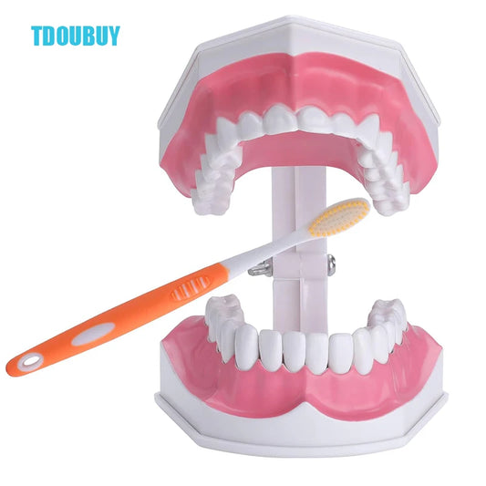 Teeth Model for Kids - 2 Times Teeth Model Large Teeth Model with Toothbrush Oversized Dental Model for Teeth Brushing