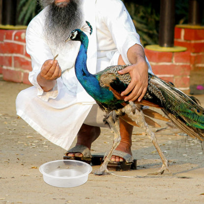 2 Pcs Bird Feeder Water Tray Feeding Bowls Dish for Birds Outdoor Cage Pp Trays & Watering Supplies Round Birdbath Hummingbird