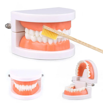 Dental Teeth Models Teaching Study Demonstration Tool Standard Model Students Furnishings Medical Teaching Aids Kids Doctor Toy