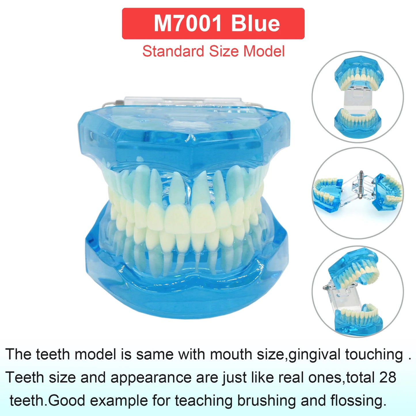 Dental Teeth Model Dental Teaching Models Implant Model Removable Dentistry Model Teeth For Training Studying Patient Education
