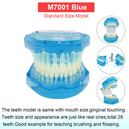 Dental Teeth Model Dental Teaching Models Implant Model Removable Dentistry Model Teeth For Training Studying Patient Education