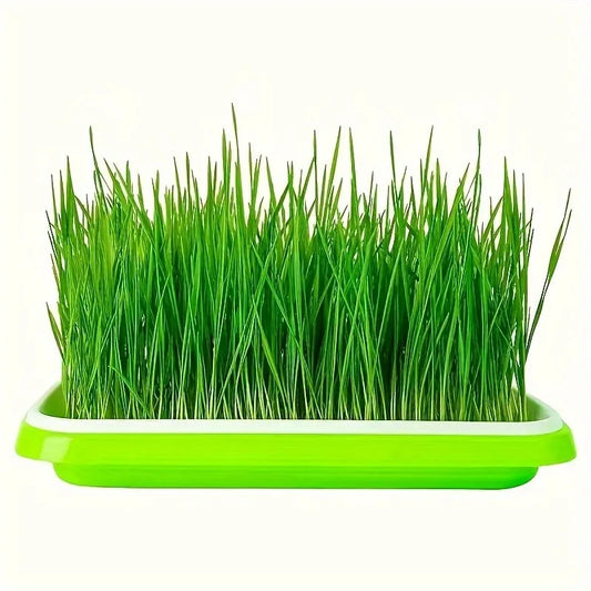 5 growth trays for germinating seeds, hydroponic basket for soilless cultivation, germination tray kit with lid