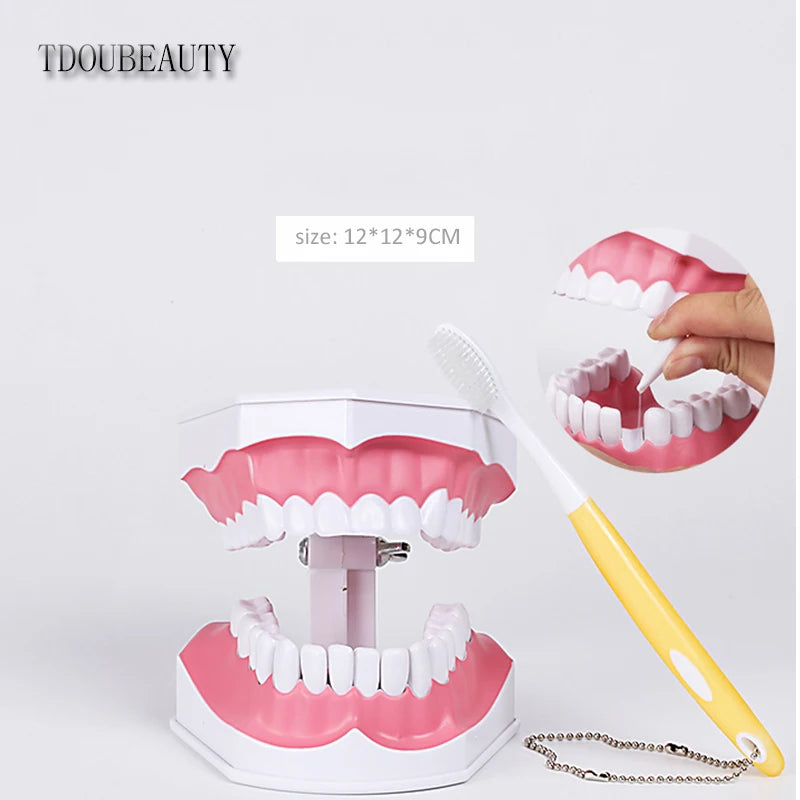 Teeth Model for Kids - 2 Times Teeth Model Large Teeth Model with Toothbrush Oversized Dental Model for Teeth Brushing