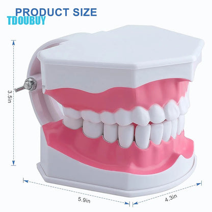 Teeth Model for Kids - 2 Times Teeth Model Large Teeth Model with Toothbrush Oversized Dental Model for Teeth Brushing