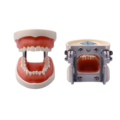28/32 Teeth Model Dental Teaching Model Soft Gum Typodont Teeth Model Dentist Technician Practice Training Demonstration Model