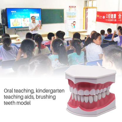 Giant Teeth Model with Toothbrush and Removable Teeth Standard Human Teeth Didactic Teaching Demonstration Education