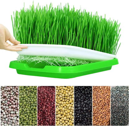 Microgreens Sprouter Tray Hydroponic / Sprouting Tray For Sprout Horticultural Hydroponic Systems Tray Garden Nursery Potted Mic