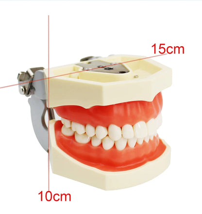 28/32 Dental Teeth Model For Dental Technician Practice Training Studyting Dentistry Typodont Models With Removable Tooth