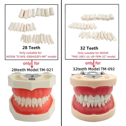 28/32 Teeth Model For Dental Technician Practice Training Jaw Typodont  Standard Dental Model Teeth Teaching Model With Soft Gum