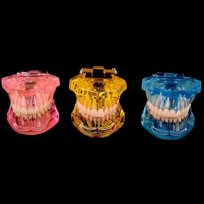 Dental Models Removable And Restorable Models Of Diseased Teeth For Teaching And Researching Medical And Dental Diseases