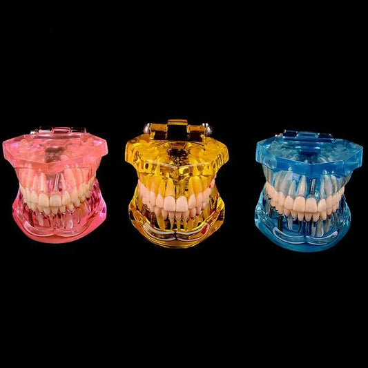 Dental Models Removable And Restorable Models Of Diseased Teeth For Teaching And Researching Medical And Dental Diseases