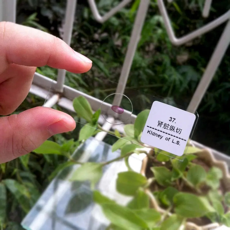 50 PCS Prepared Microscope Slides Learning Resources Slice in Box Basic Science Teaching Learning Specimen