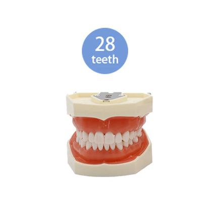 28/32 Teeth Model Dental Teaching Model Soft Gum Typodont Teeth Model Dentist Technician Practice Training Demonstration Model