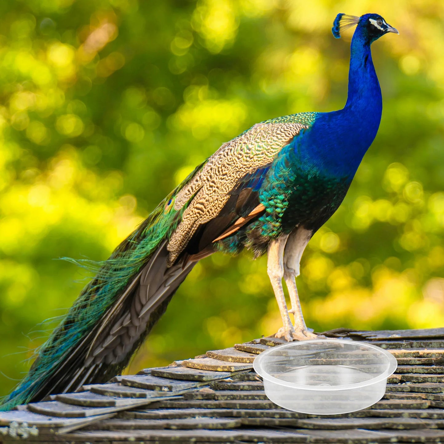 2 Pcs Bird Feeder Water Tray Feeding Bowls Dish for Birds Outdoor Cage Pp Trays & Watering Supplies Round Birdbath Hummingbird