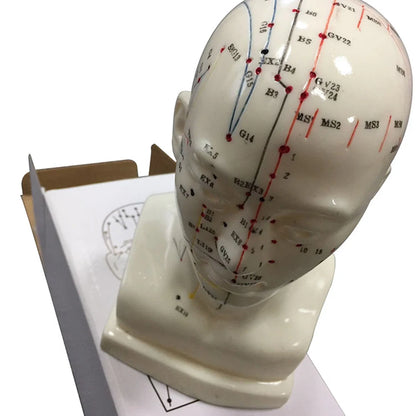 Head Acupuncture Model 20CM Chinese Traditional Medical High Definition Face Facial Acupoint Acupuncture Point Teaching Model