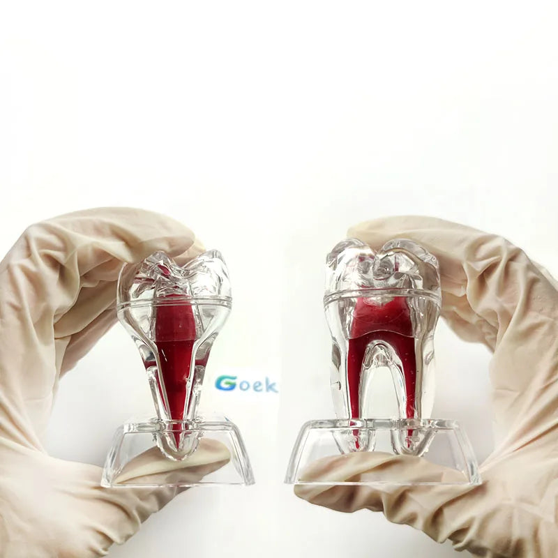 Dental Anatomical Model Transparent Luminous Detachable Single Tooth Decomposition Dentistry Clinic Ornaments 4xTeeth 70mm