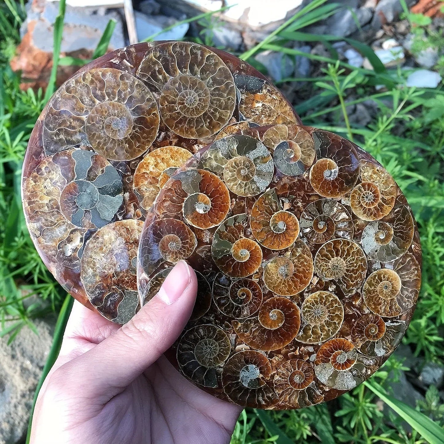 Ammonite discs, perfect home décor and aura healing, crystal crafts meditation photo props, home décor stones, holiday gifts