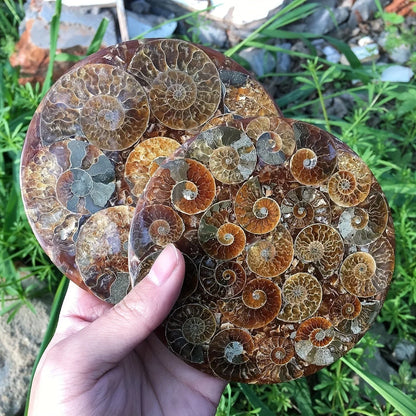Ammonite discs, perfect home décor and aura healing, crystal crafts meditation photo props, home décor stones, holiday gifts