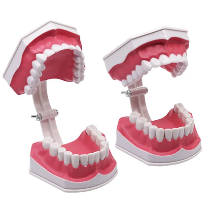 Giant Teeth Model with Toothbrush and Removable Teeth Standard Human Teeth Didactic Teaching Demonstration Education