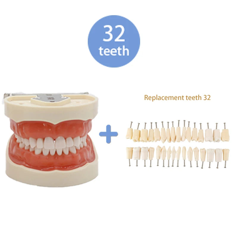 28/32 Teeth Model Dental Teaching Model Soft Gum Typodont Teeth Model Dentist Technician Practice Training Demonstration Model