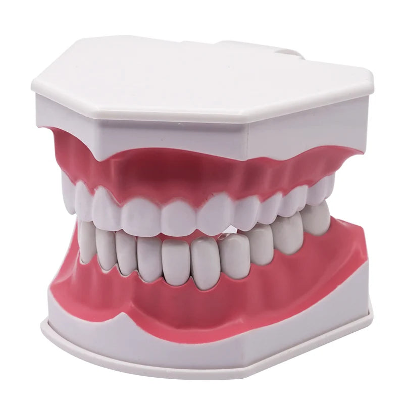 Giant Teeth Model with Toothbrush and Removable Teeth Standard Human Teeth Didactic Teaching Demonstration Education